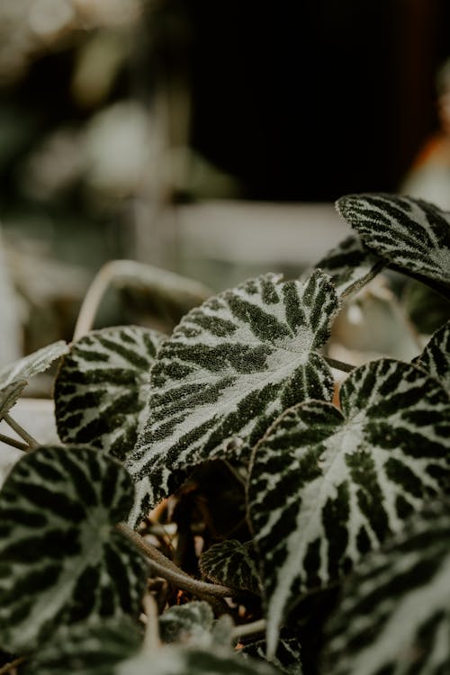 Achtergrond en geschiedenis van de Begonia