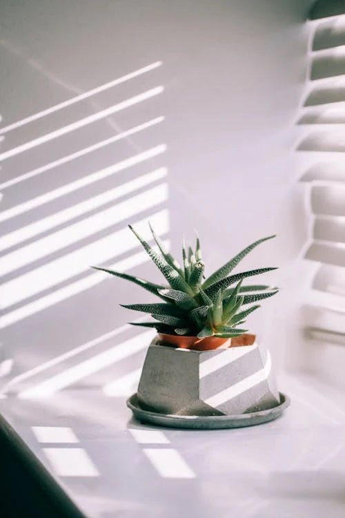 Styling en inspiratie met de Aloe brevifolia