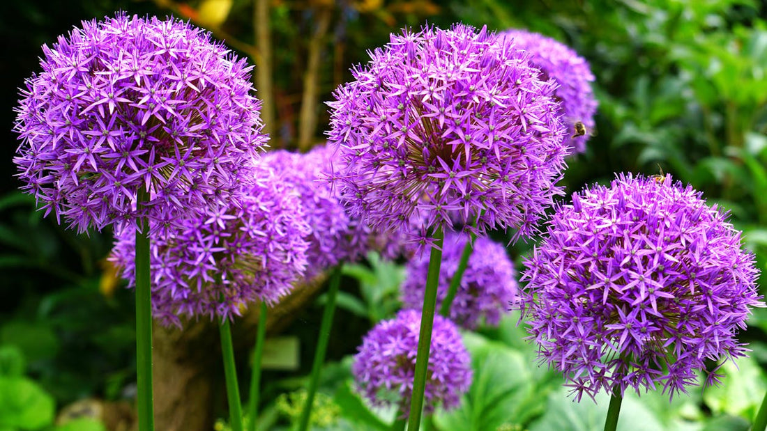 Styling en inspiratie: Allium als eyecatcher in je tuinontwerp