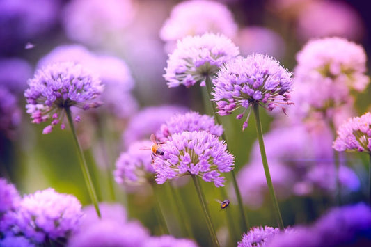 Verzorging en onderhoud: optimaal genieten van Allium in je tuin