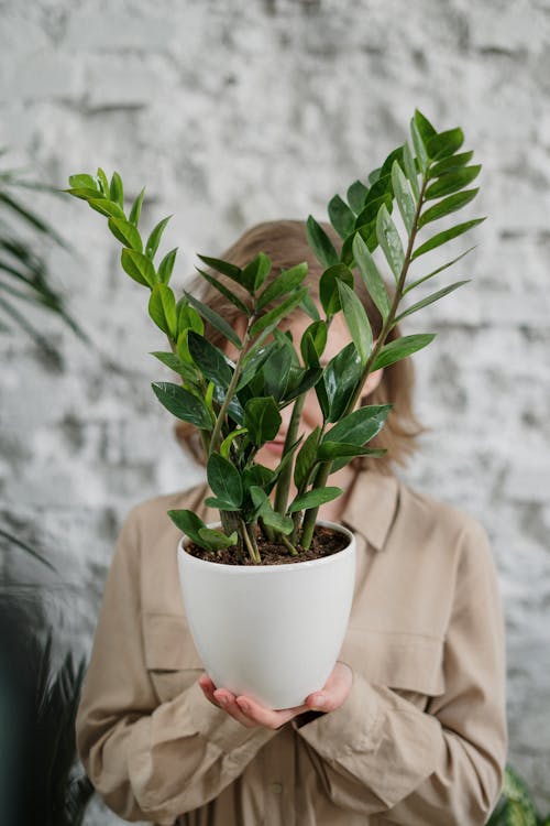 Styling en inspiratie met de Zamioculcas, de ZZ-plant