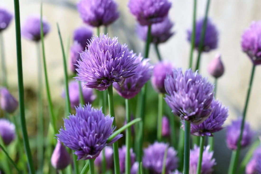 Achtergrond en geschiedenis: de fascinerende wereld van Allium