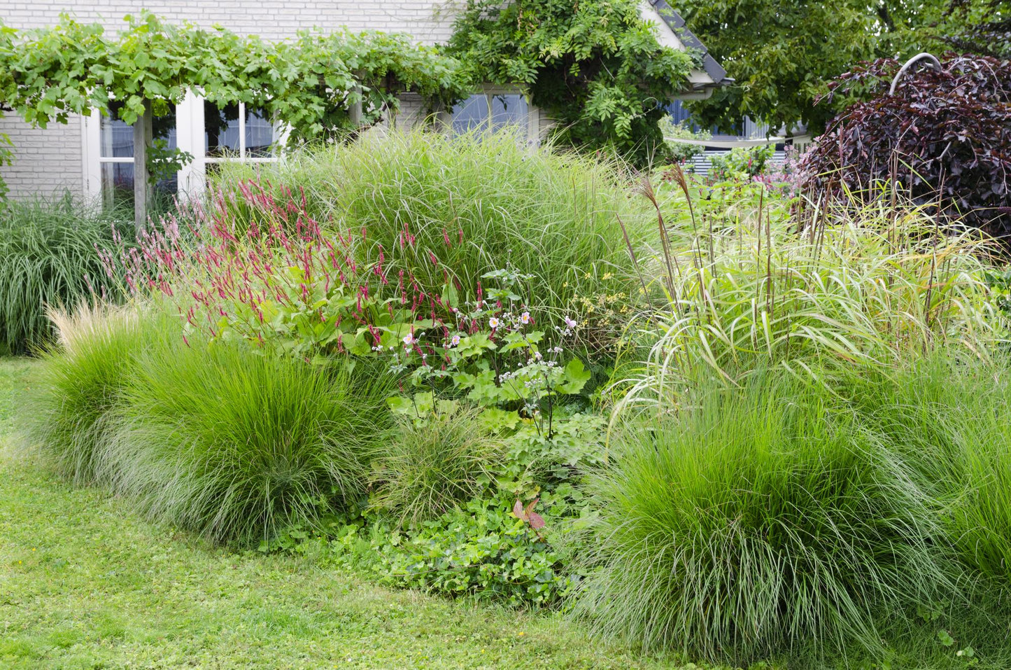 Miscanthus sinensis Ferner Osten - Ø19cm - ↕50cm - Ø23 - ↨60cm