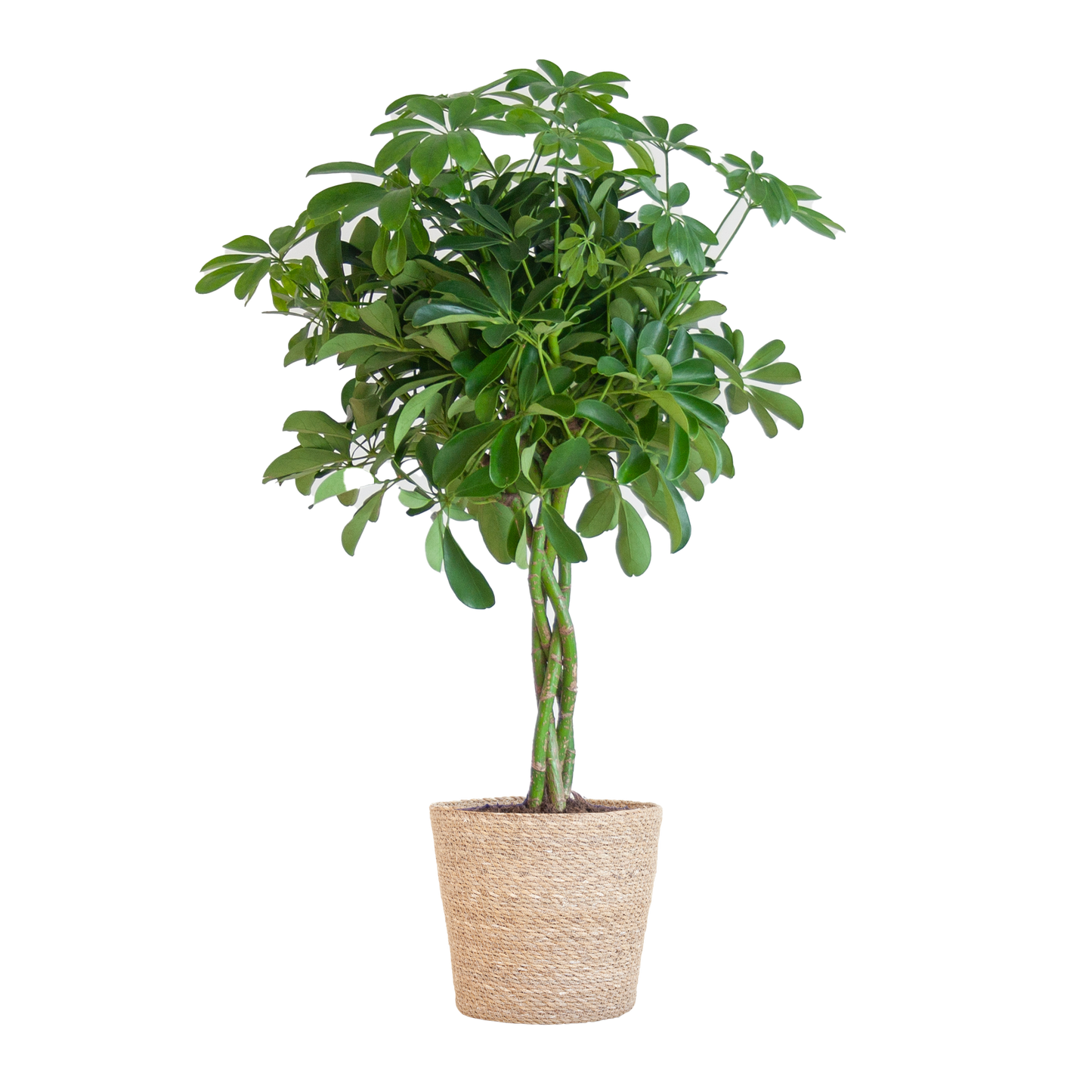 Schefflera Arab Nora met Mand Sofia naturel - 70cm - Ø21