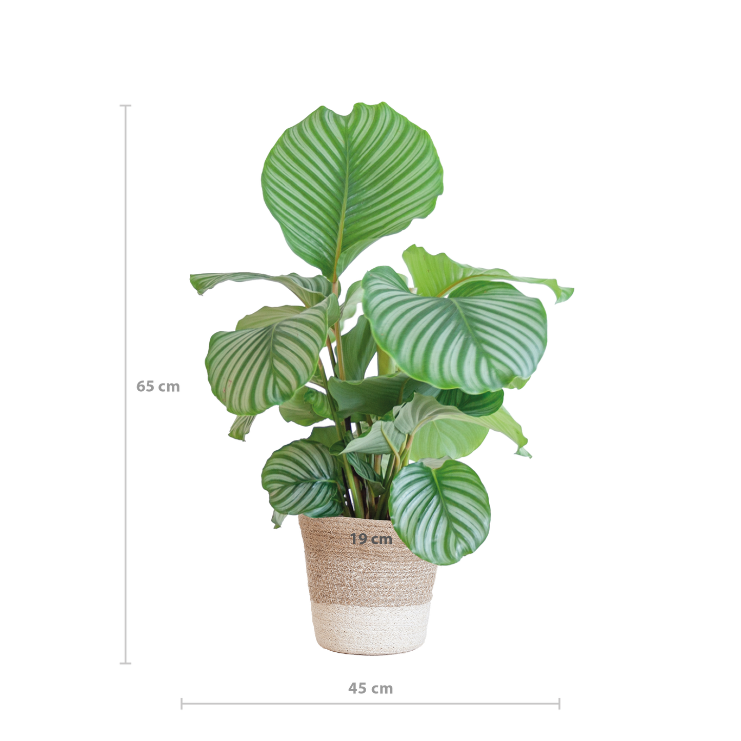 Calathea Orbifolia met Lissabon mand wit - 65cm - Ø19