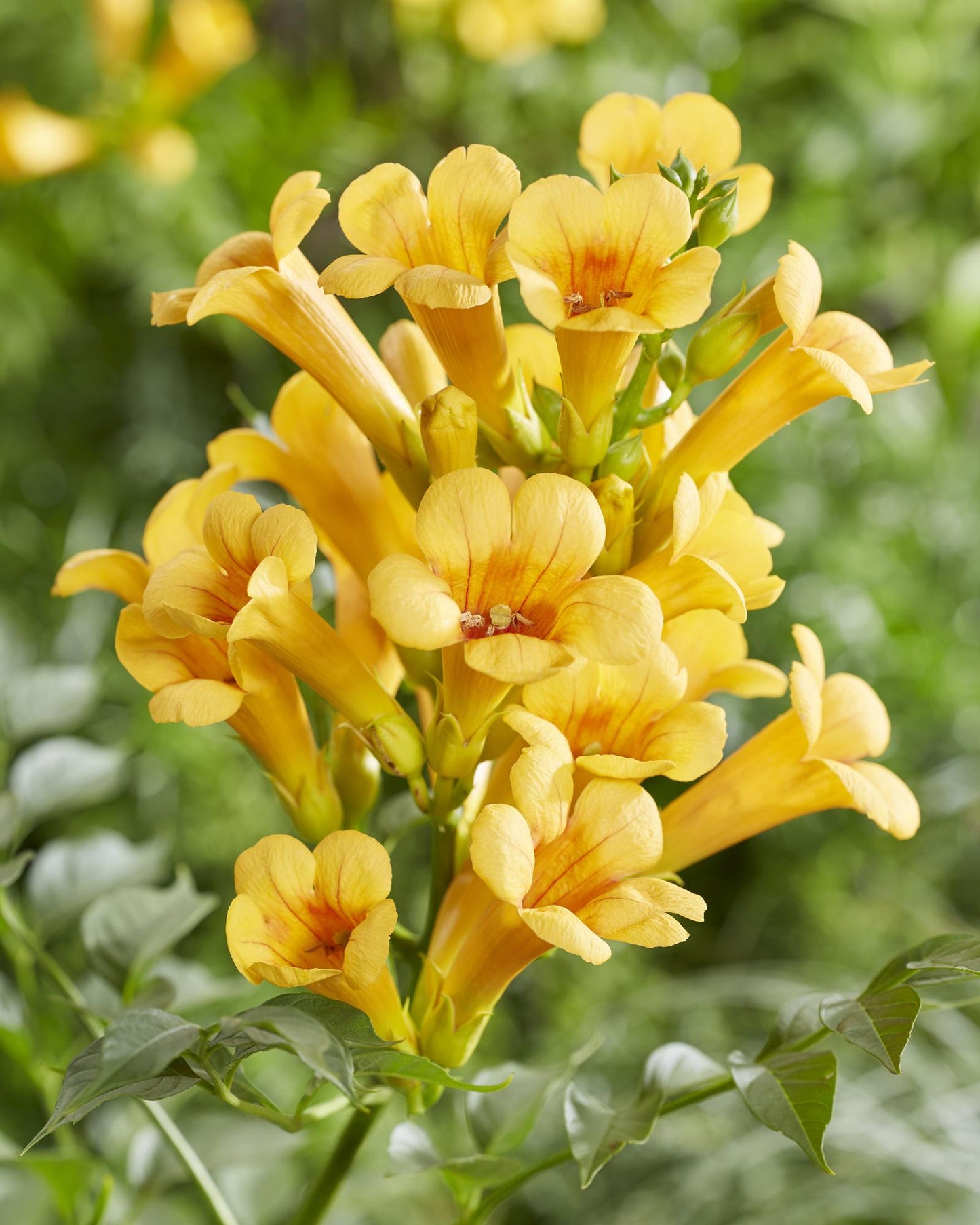 Campsis Summer Jazz 'Gold Trumpet' - Ø15cm - ↕65cm