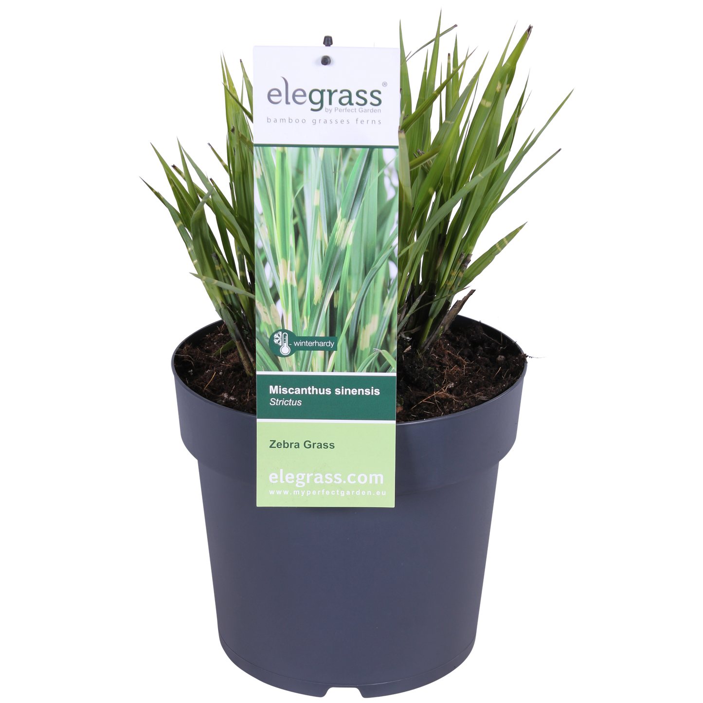 Miscanthus sinensis Strictus - Ø23cm - ↕60cm - Ø23 - ↨60cm