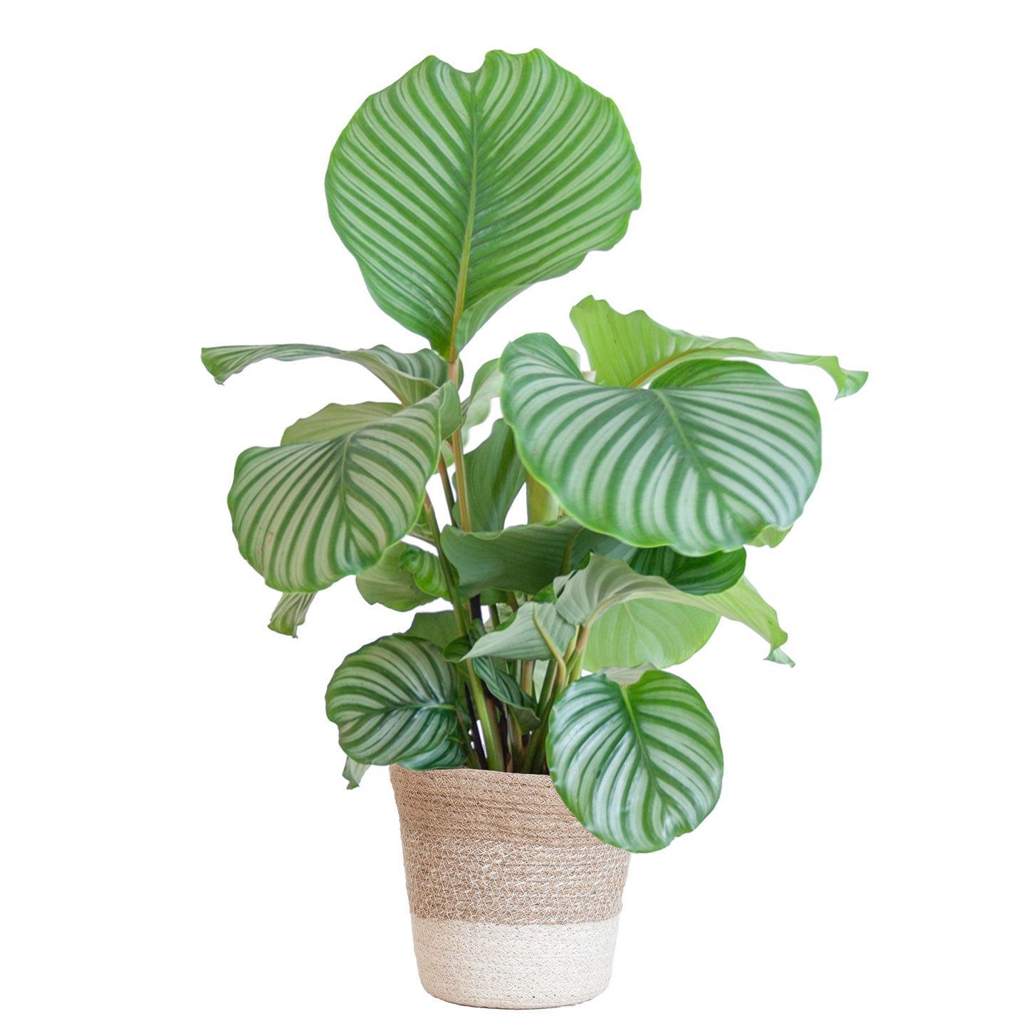 Calathea Orbifolia met Lissabon mand wit - 65cm - Ø19