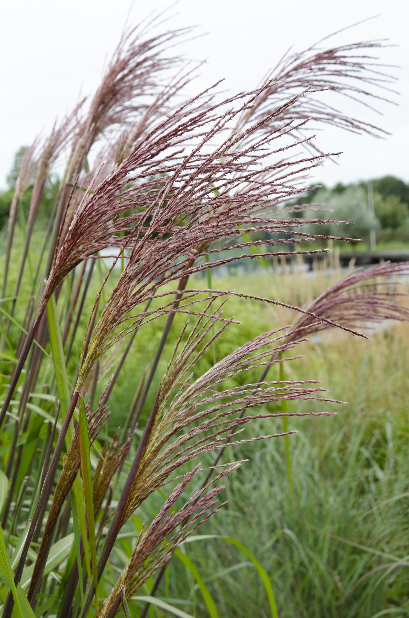 Miscanthus sinensis Ferner Osten - Ø19cm - ↕50cm - Ø23 - ↨60cm