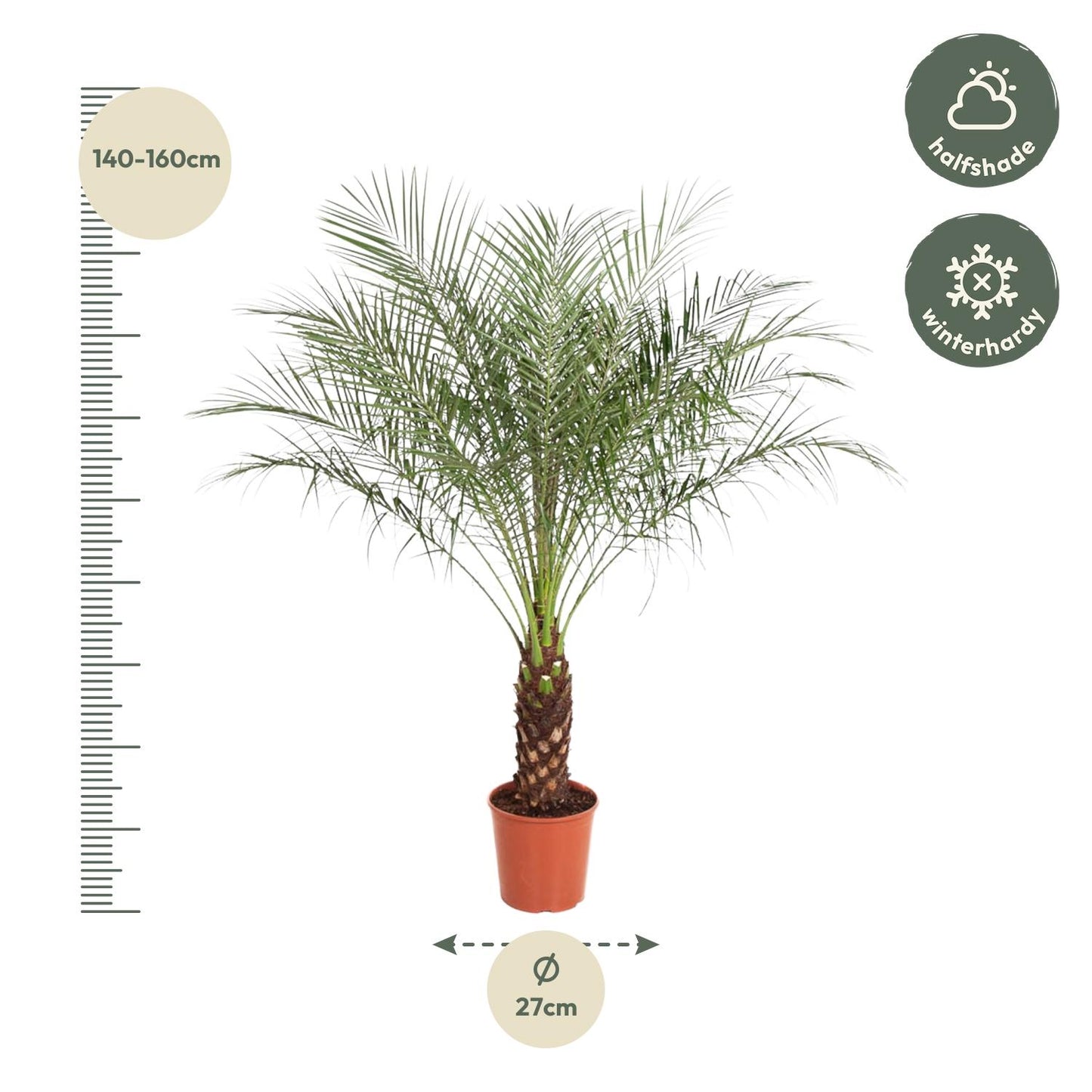 Phoenix Roebelenii - 170 cm - ø30