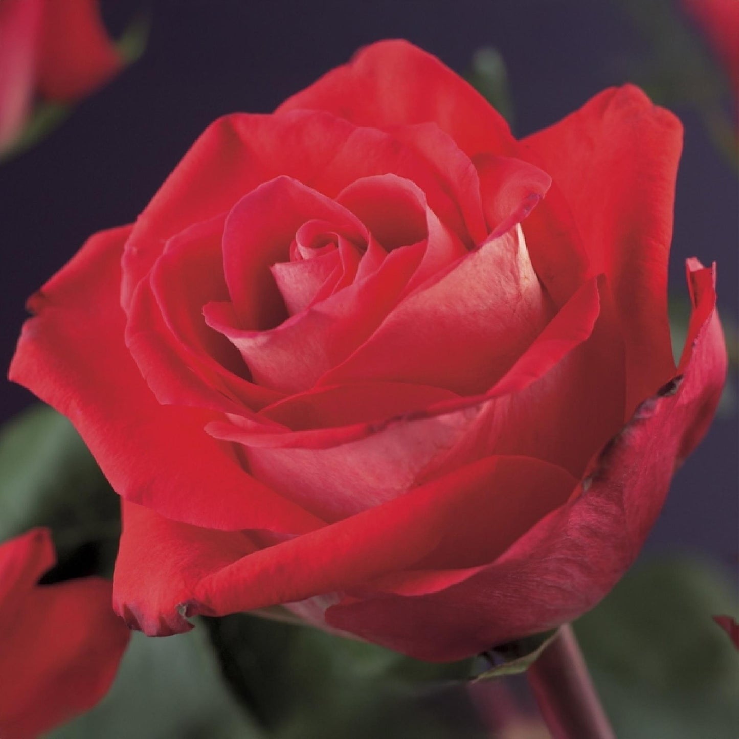 Green boutiQ - Klimroos - Rosa Red Climber - Bloem Rood - Weinig onderhoud - 2 planten - Pot 11cm Hoogte 40cm