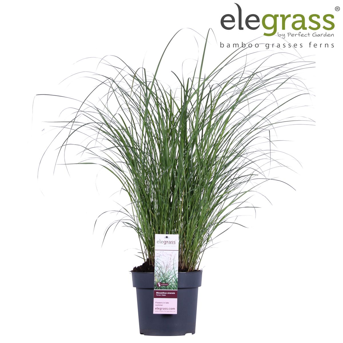 Miscanthus sinensis Ferner Osten - Ø19cm - ↕50cm - Ø23 - ↨60cm