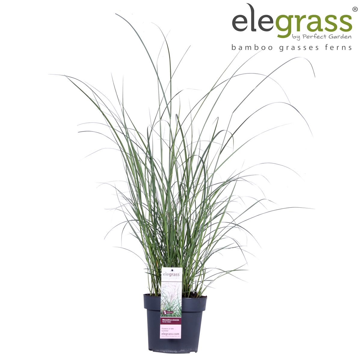 Miscanthus sinensis Ferner Osten - Ø19cm - ↕50cm - Ø23 - ↨60cm