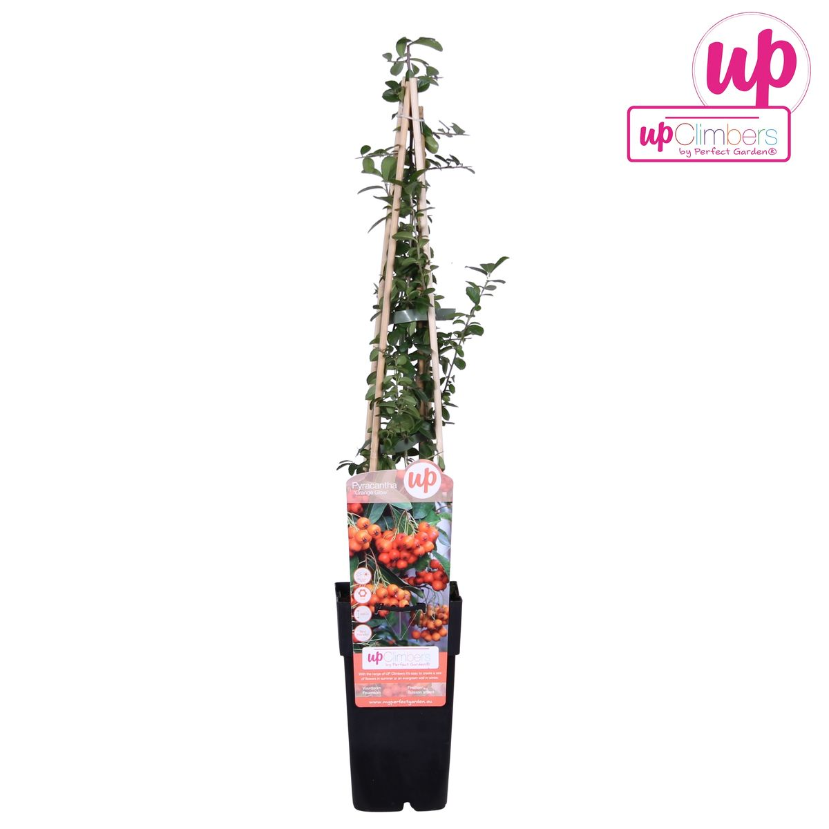 Pyracantha 'Orange Glow' - Ø15cm - ↕65cm