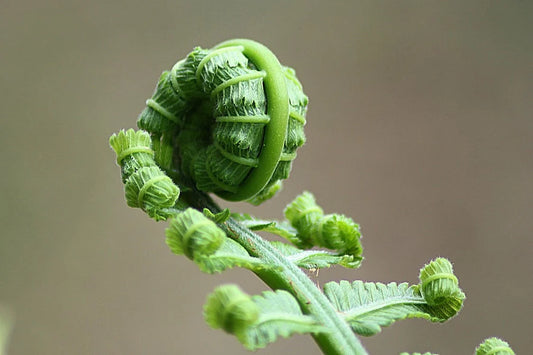 Varens: De groene klassiekers die leven brengen in elke ruimte