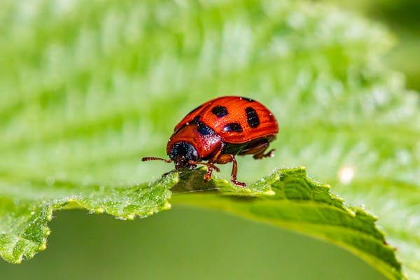 Planten beschermen tegen plagen: Voorkom en bestrijd insecten en ziektes