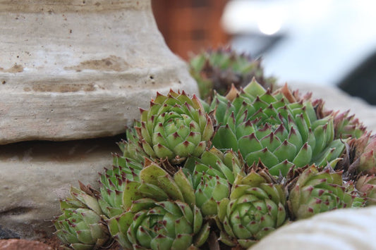 Achtergrond en geschiedenis van Sempervivum – Huislook