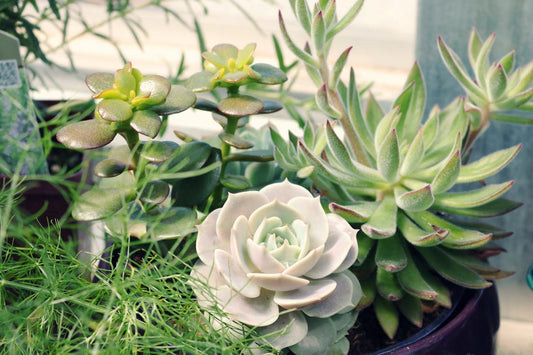 Verzorging en onderhoud van Sempervivum – Huislook
