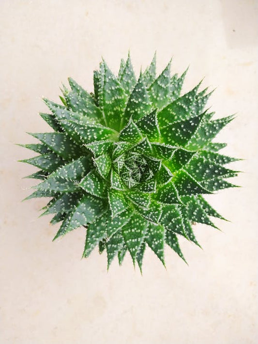 Verzorging en onderhoud van de Aloe aristata
