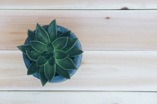 Verzorging en onderhoud van de Portulacaria afra variegata – Bonte olifantenplant