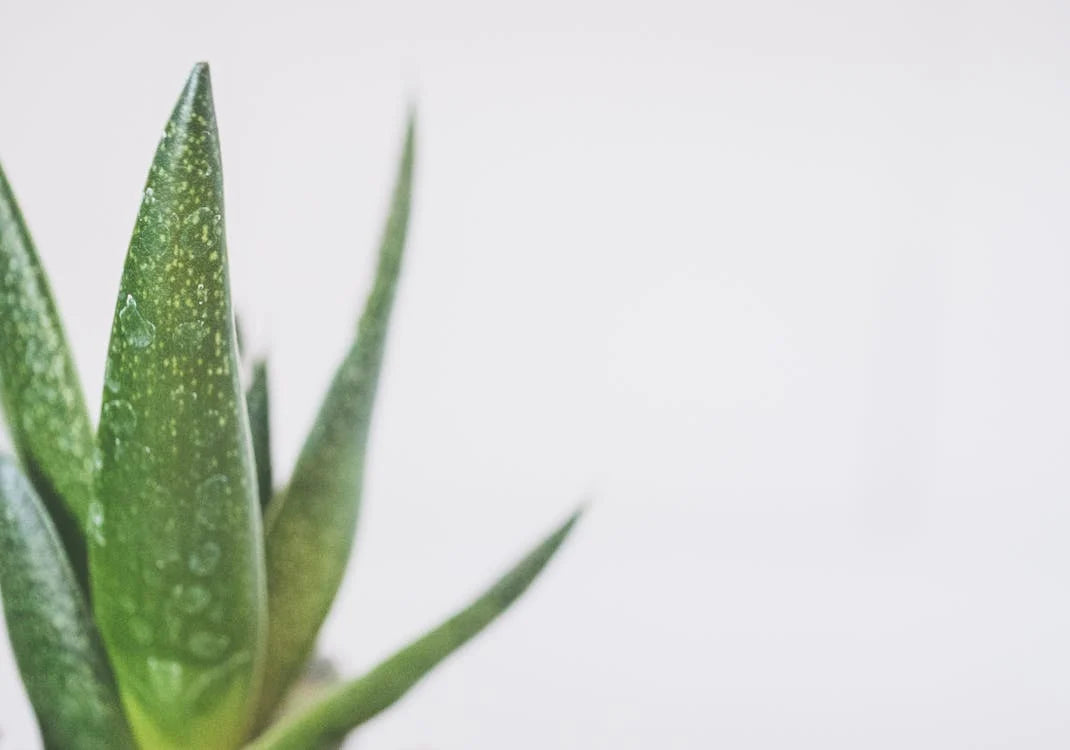 Verzorging en onderhoud van de Aloe arborescens