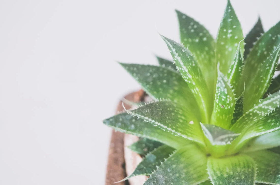 Styling en inspiratie met de Aloe arborescens