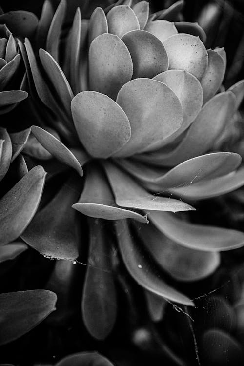 Verzorging en onderhoud van de Echeveria lilacina – Spookplant