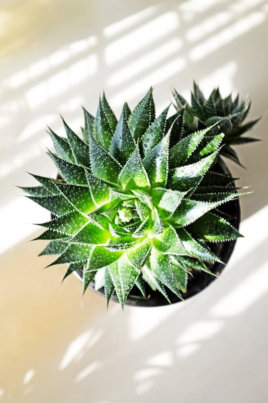 Styling en inspiratie met de Aloe aristata