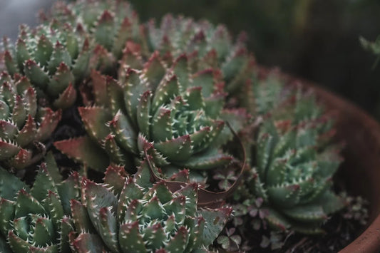 Verzorging en onderhoud van de Aloe brevifolia