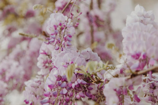 Styling en inspiratie met de Wisteria
