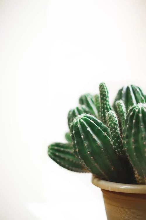 Verzorging en onderhoud van Pilosocereus azureus – Blauwe zuilcactus