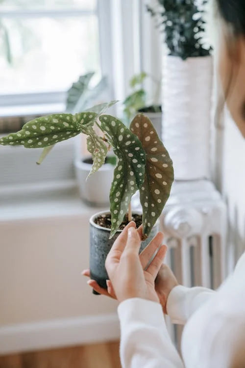 Verzorging en onderhoud van de Begonia