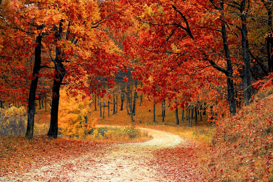 Bloeitijd in de tuin: Herfst