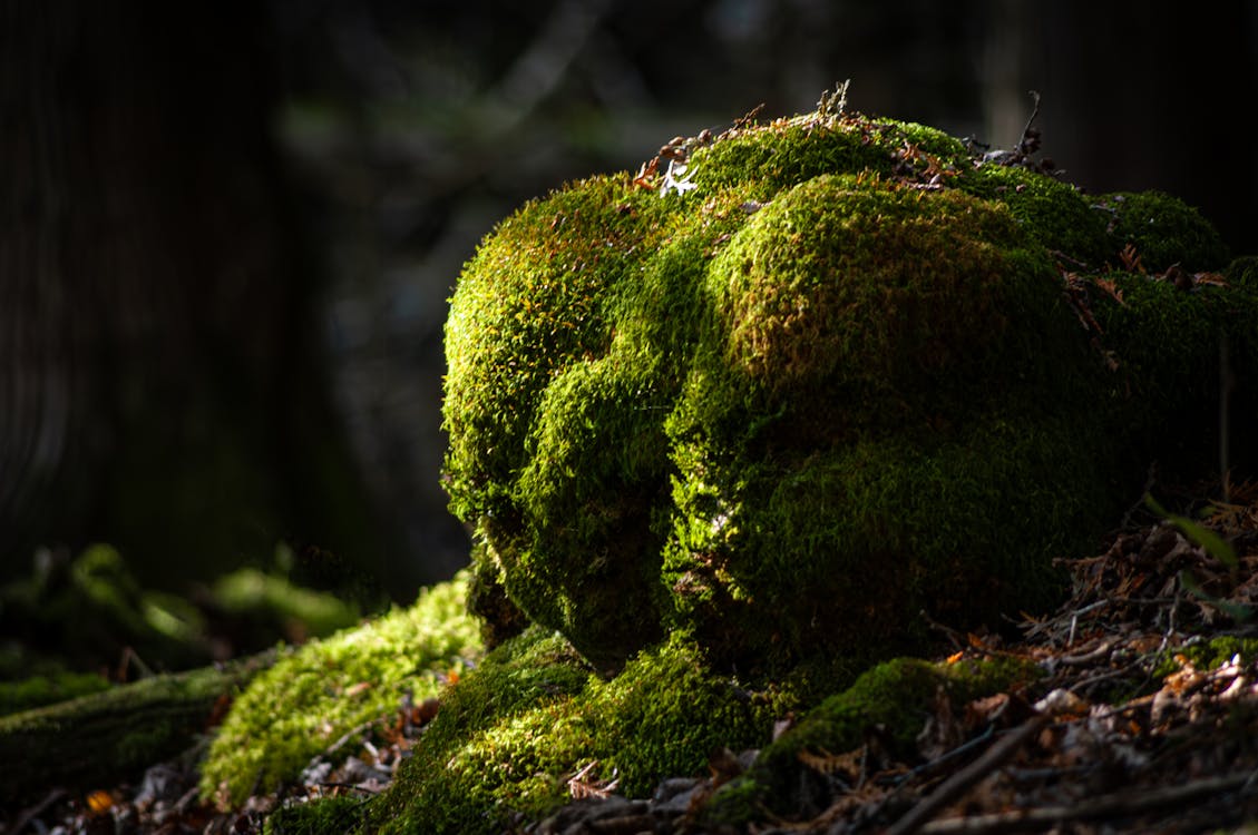 Tuinplanten: Halfschaduw