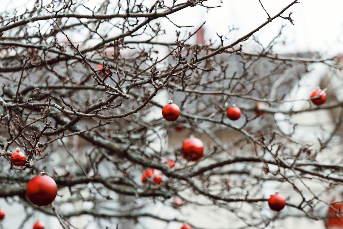 Plantperiode december