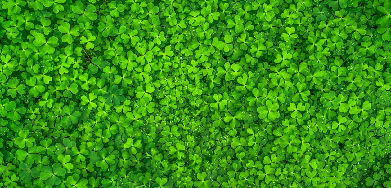 Bloeitijd in de tuin: Geen bloemen