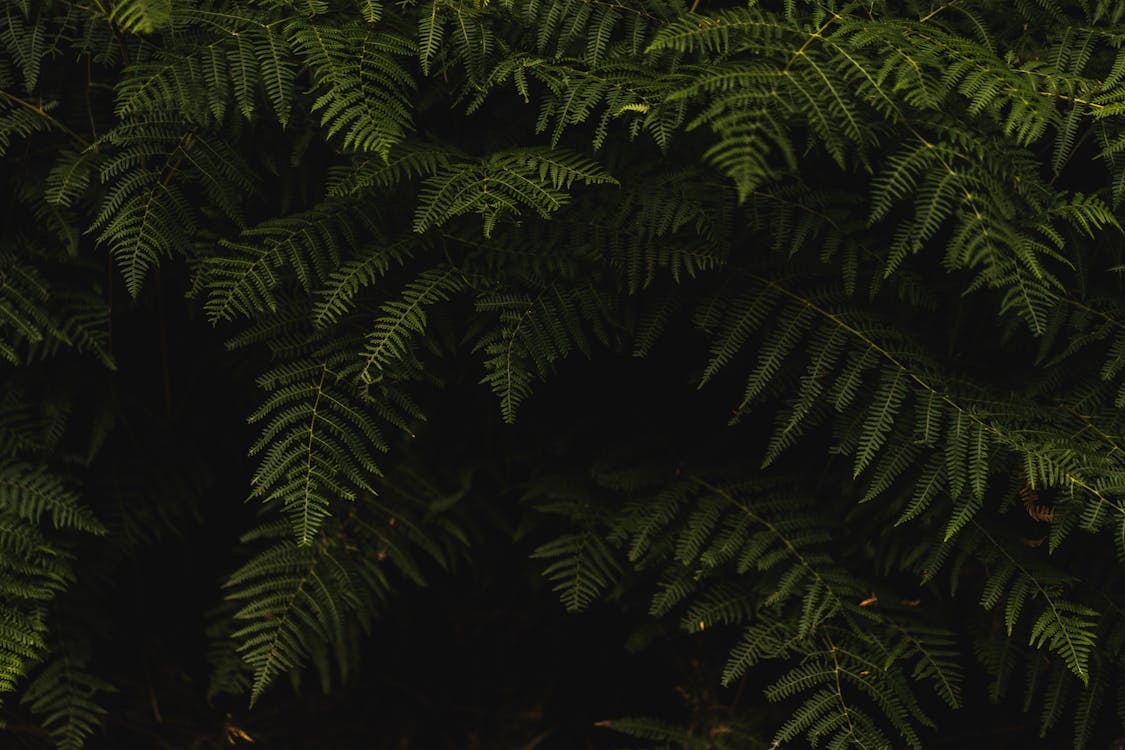 Tuinplanten:  Schaduw