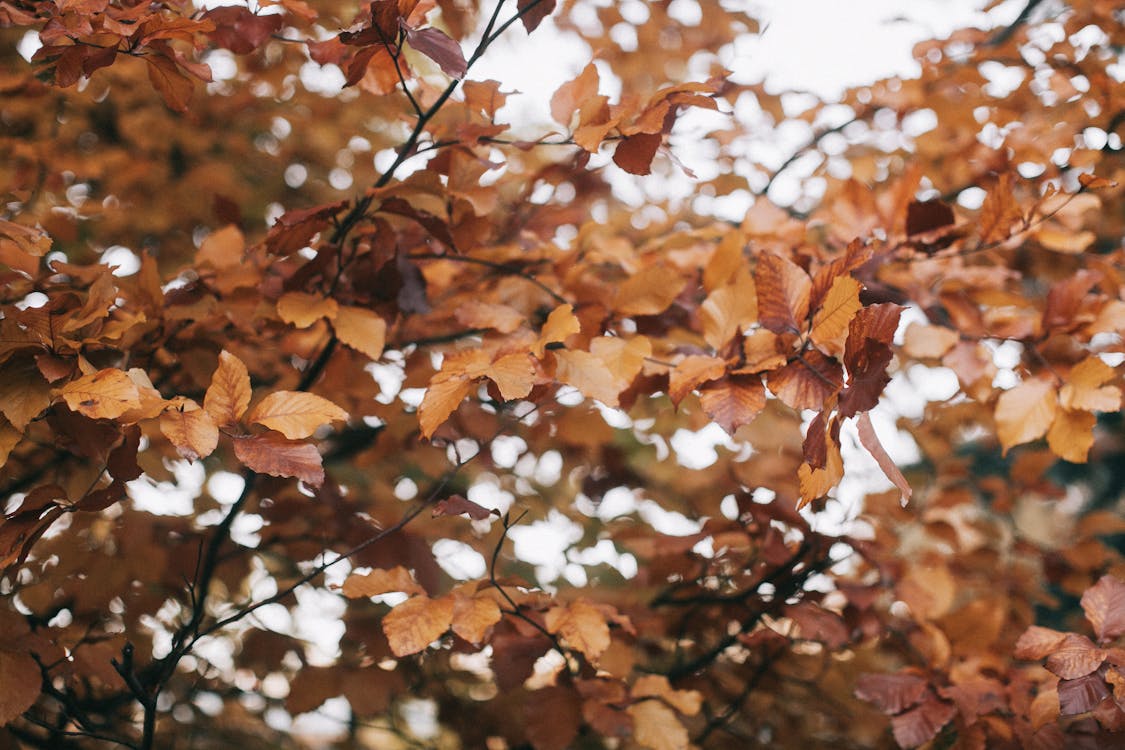 Plantperiode november