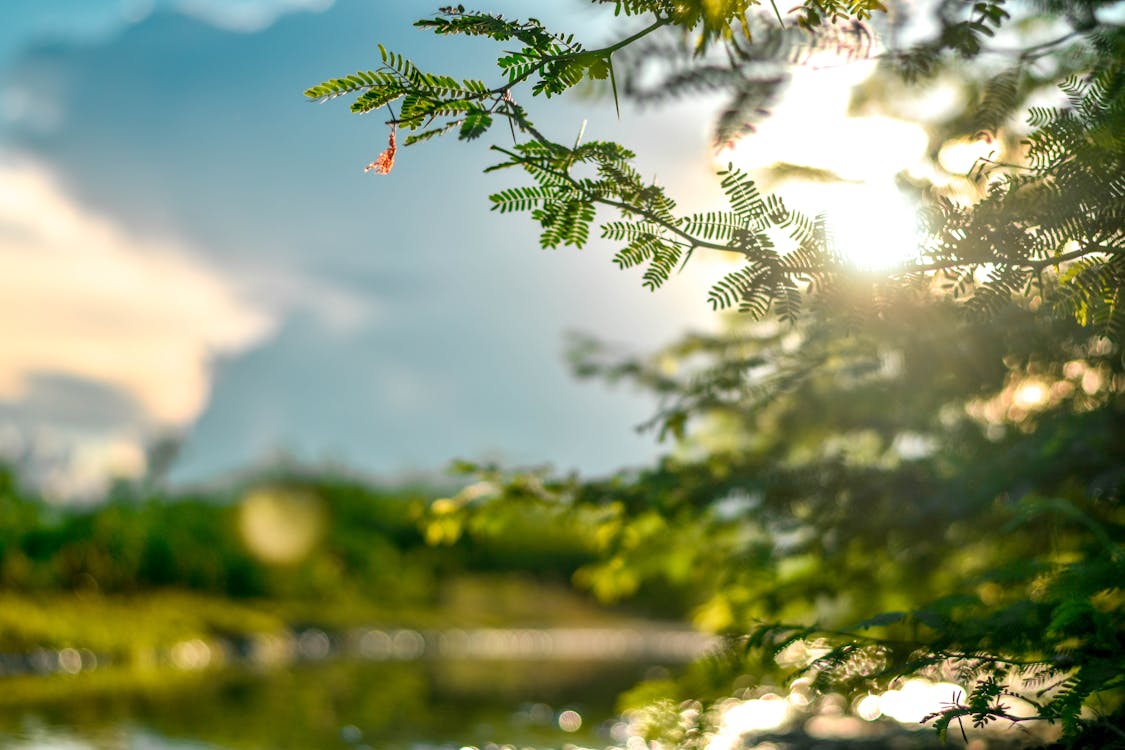 Tuinplanten: In de zon