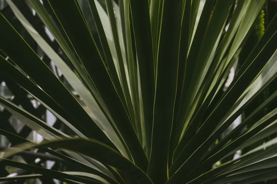 Yucca, Palmlelie