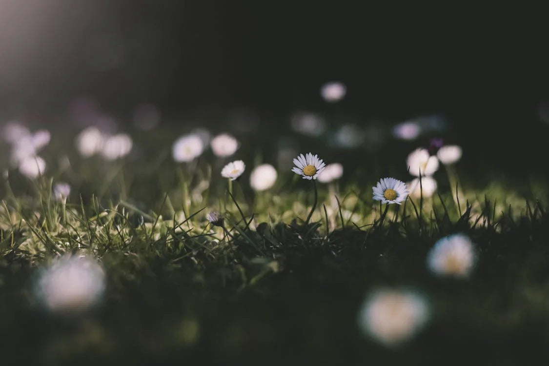 Bloeitijd in de tuin: Lente tot Herfst