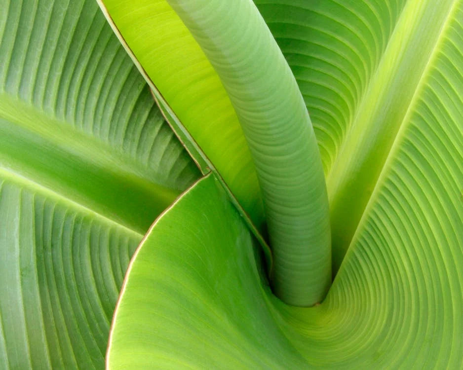 Musa, Bananenplant