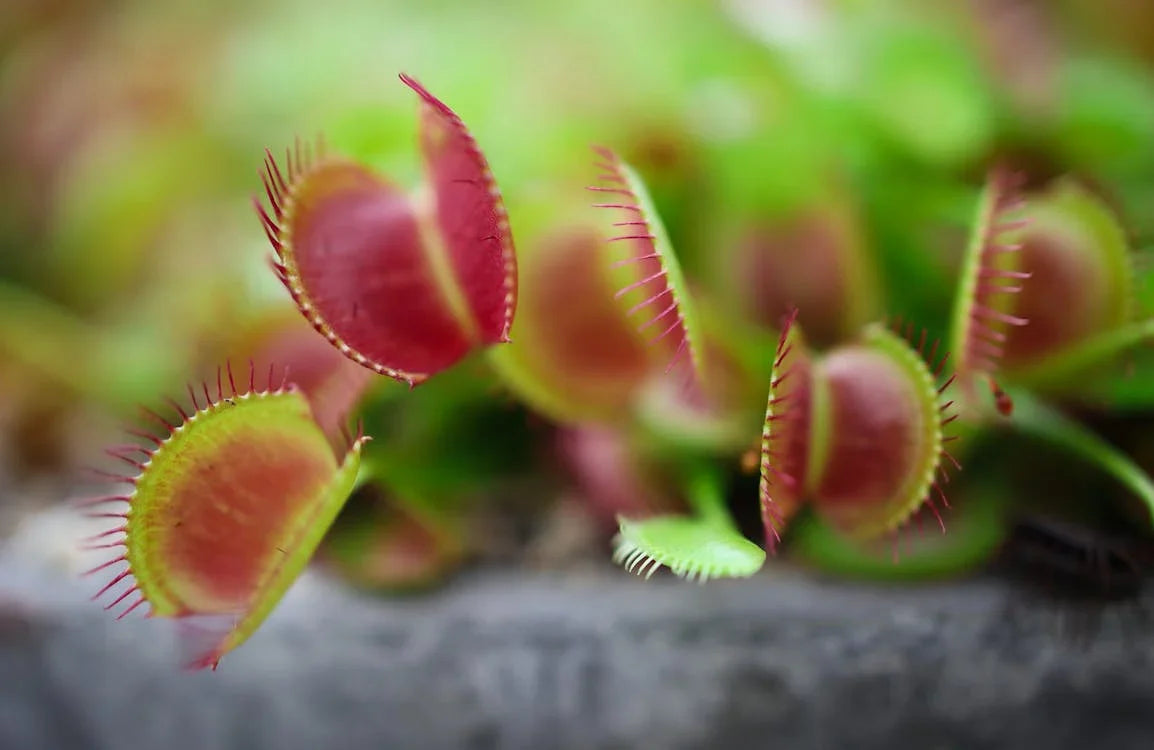 Carnivore planten