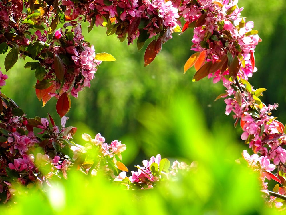 Tuinplanten