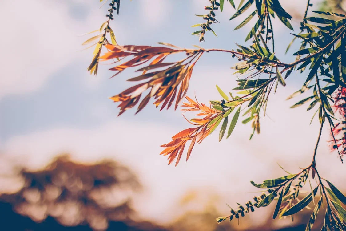 Plantperiode september
