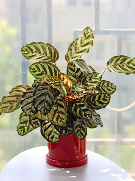 Calathea, Zebraplant