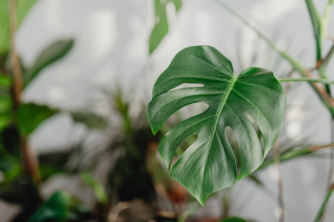 Monstera (Gatenplant)