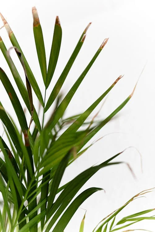 Dypsis, Areca Palm