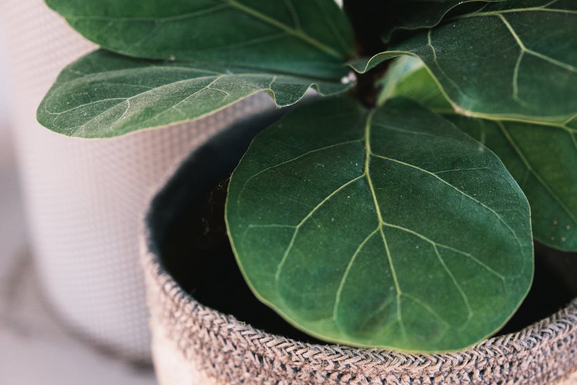 Ficus Lyrata, Vioolbladplant