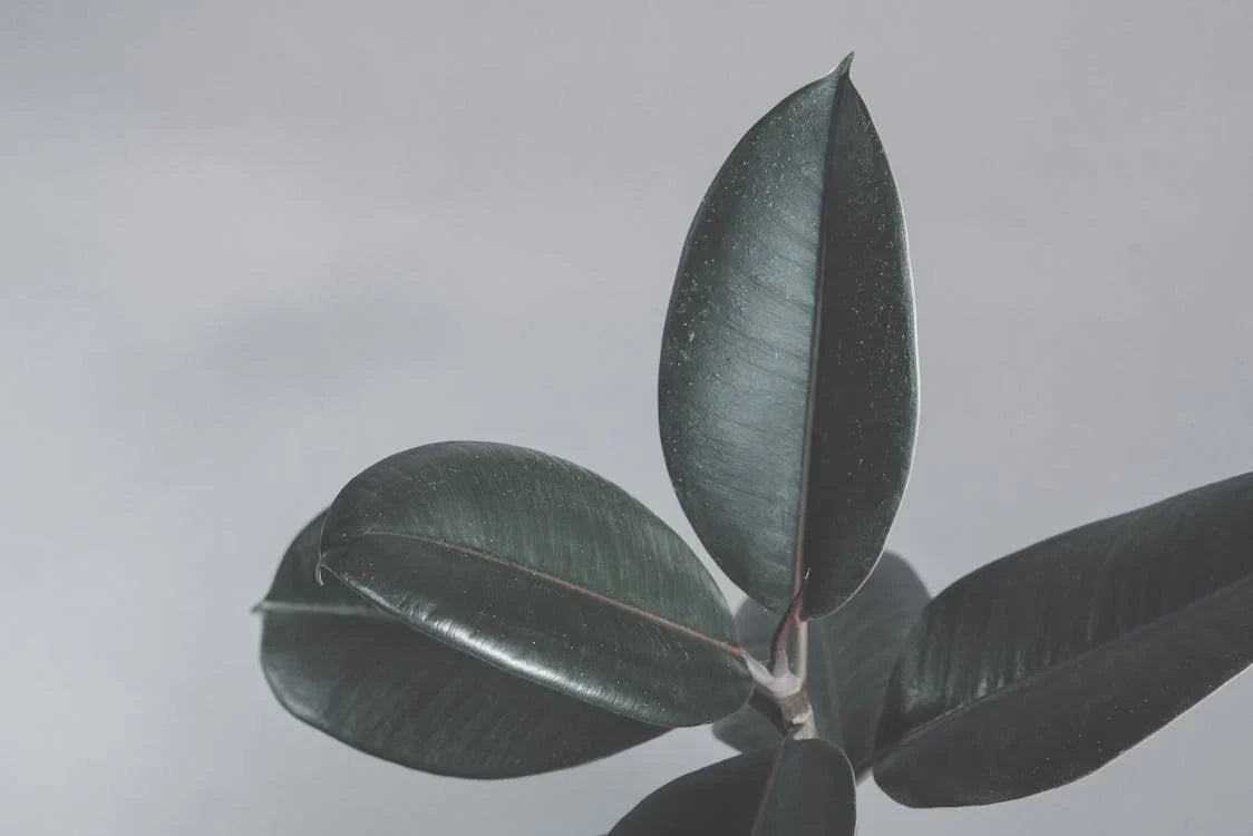 Ficus Elastica, Rubberplant